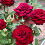 Black Pearl® - Deep Black French Florist Roses 5