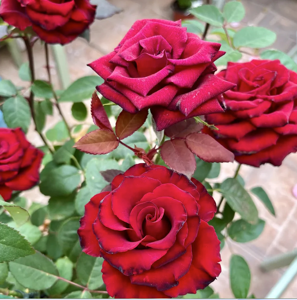 Ekran Resmi 2026-03-24 23.03.22