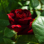 Black Pearl® - Deep Black French Florist Roses 4