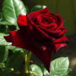 Black Pearl® - Deep Black French Florist Roses 3