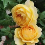 Catalina™ — Dutch Florist Roses | Olij Rozen 7 Catalina