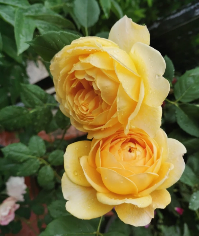 Lemon-Pompon-Freelander-Rose5.png Catalina