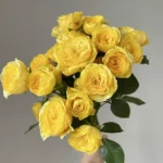 Catalina™ — Dutch Florist Roses | Olij Rozen 8 Catalina