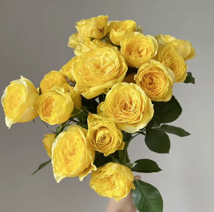 Lemon-Pompon-Freelander-Rose57.png Catalina