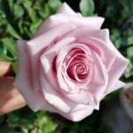Prologue™ - Japan Florist Roses 11