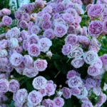 Prologue™ - Japan Florist Roses 12