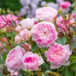 Silas Marner (Ausraveloe) | English Shrub Rose 1