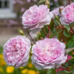 Silas Marner (Ausraveloe) | English Shrub Rose 10