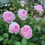 Silas Marner (Ausraveloe) | English Shrub Rose 4