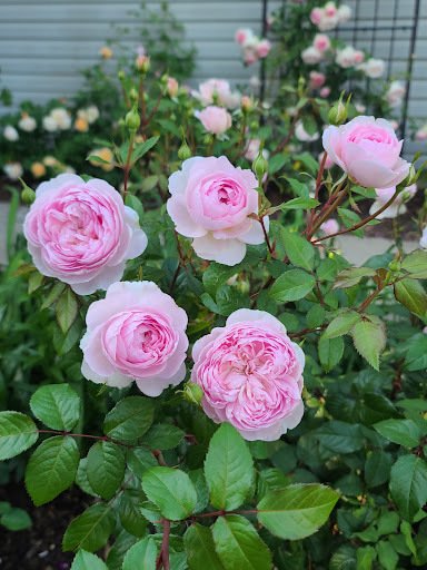 d2ccac5772e2ccc20587