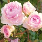 Silas Marner (Ausraveloe) | English Shrub Rose 5