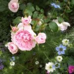 Silas Marner (Ausraveloe) | English Shrub Rose 6