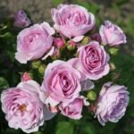 Prologue™ - Japan Florist Roses 8