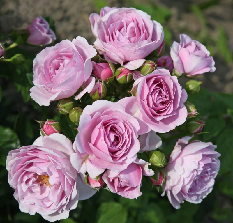 Prologue™ - Japan Florist Roses – RosaDelAmore