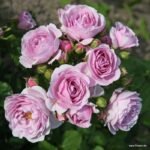 Prologue™ - Japan Florist Roses 3