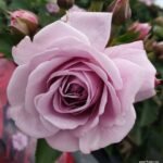 Prologue™ - Japan Florist Roses 7