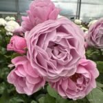 Prologue™ - Japan Florist Roses 10