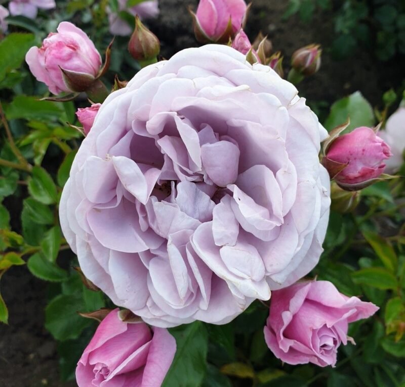 Prologue™ - Japan Florist Roses – RosaDelAmore
