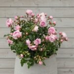 Prologue™ - Japan Florist Roses 6