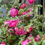Royal Jubilee (Auspaddle) 6