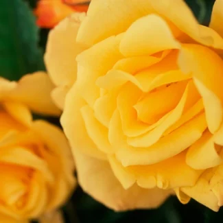 Aşılı Bahçe Gülleri & Gül Fidanı Çeşitleri | RosaDelAmore 82 Bahçe gülleri