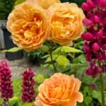 Golden Celebration® (Ausgold) 3
