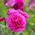 Princess Anne (Auskitchen) 3