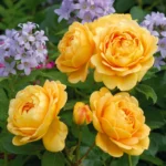 Golden Celebration® (Ausgold) 11