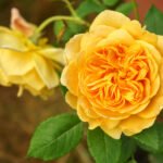 Golden Celebration® (Ausgold) 4
