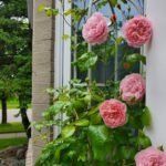 Strawberry Hill (Ausrimini) 3