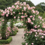 Strawberry Hill (Ausrimini) 10