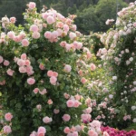Strawberry Hill (Ausrimini) 11
