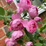 Royal Jubilee (Auspaddle) 3