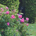 Royal Jubilee (Auspaddle) 2