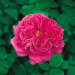 Mme. Isaac Pereire Bred by Armand Garçon (France, 1876). 9