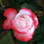 Rosa Nostalgie Germany by Rosen-Tantau/Tantau Roses in 1996 4