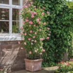 Strawberry Hill (Ausrimini) 12