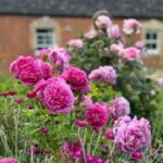 Princess Anne (Auskitchen) 2