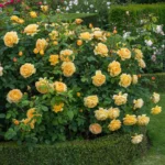 Golden Celebration® (Ausgold) 5