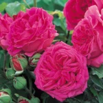 Mme. Isaac Pereire Bred by Armand Garçon (France, 1876). 10