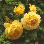 Golden Celebration® (Ausgold) 8