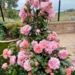 Strawberry Hill (Ausrimini) 7