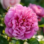 Princess Anne (Auskitchen) 12