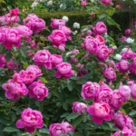 Royal Jubilee (Auspaddle) 7