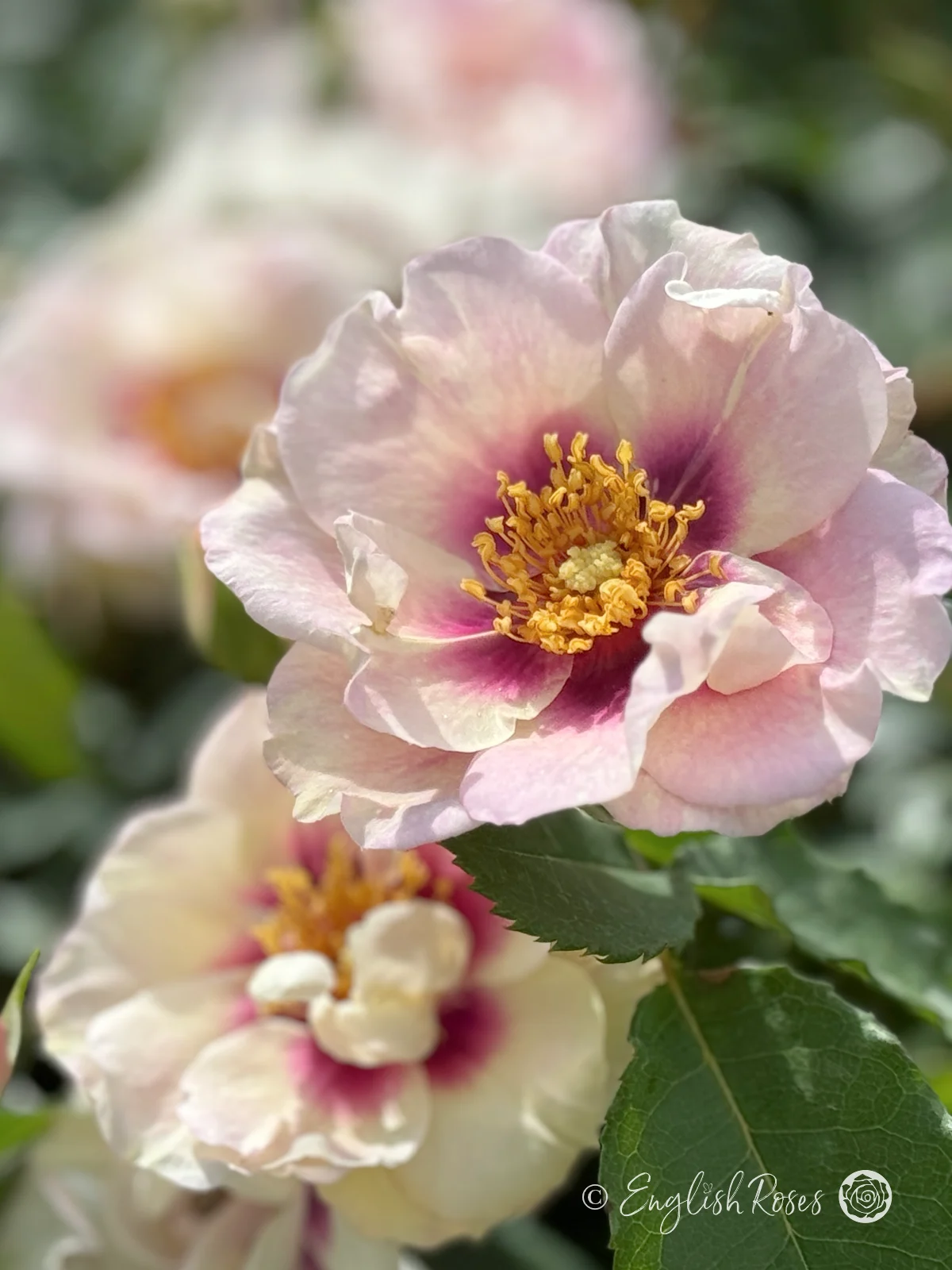Eyes-For-You-Rose-Multiple-Blooms.png-2