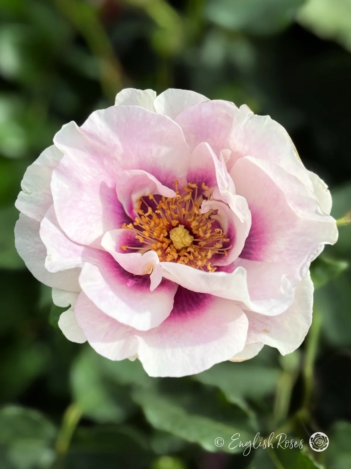 Eyes-For-You-Rose-Single-Bloom-Main-Image.png