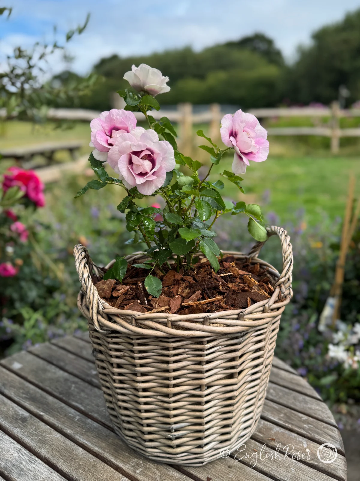 Eyes-For-You-Rose-Willow-Basket-Main-Image.png