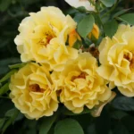 Golden Sarmaşık ''KORrogilo'' Bred by Wilhelm Kordes III (1953 - 2016) (Germany, 1996) 9