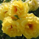 Golden Sarmaşık ''KORrogilo'' Bred by Wilhelm Kordes III (1953 - 2016) (Germany, 1996) 6
