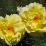 Golden Sarmaşık ''KORrogilo'' Bred by Wilhelm Kordes III (1953 - 2016) (Germany, 1996) 4